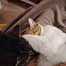 cat, feline, pets, snuggle, cozy, fur, blanket, resting, closeup, animal, domestic, cute, sleeping, companion, indoor, soft, friendship, warm, comfort, relax