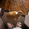 Caramel participe au concours pour gagner de l'argent avec cette photo : cat, orange_cat, fluffy, wooden_floor, slippers, unicorn_slippers, pajamas, indoor, flooring, pet, feline, cozy, relaxation, cute, home, warm_lighting, top_view, animal, resting, domestic