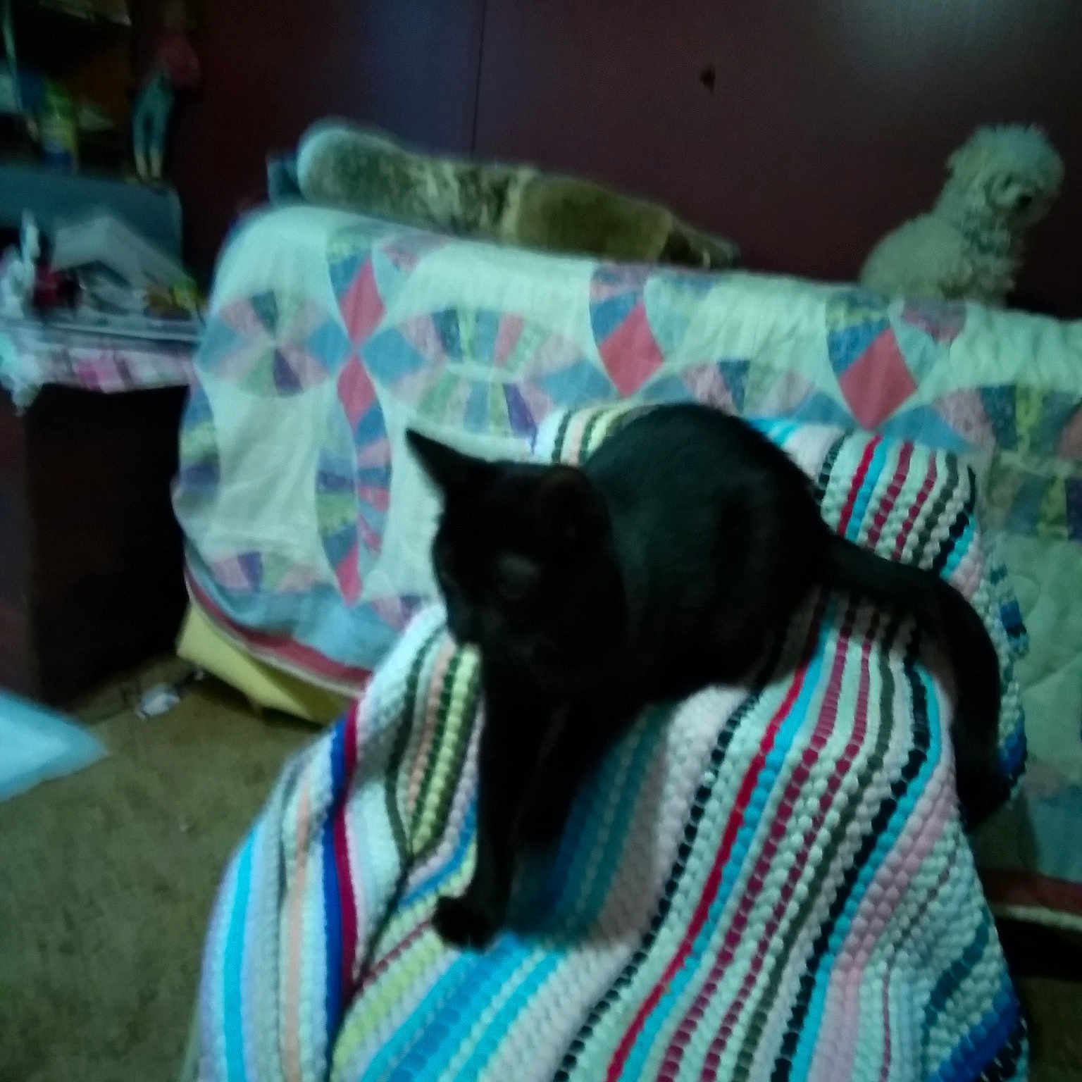 Mona