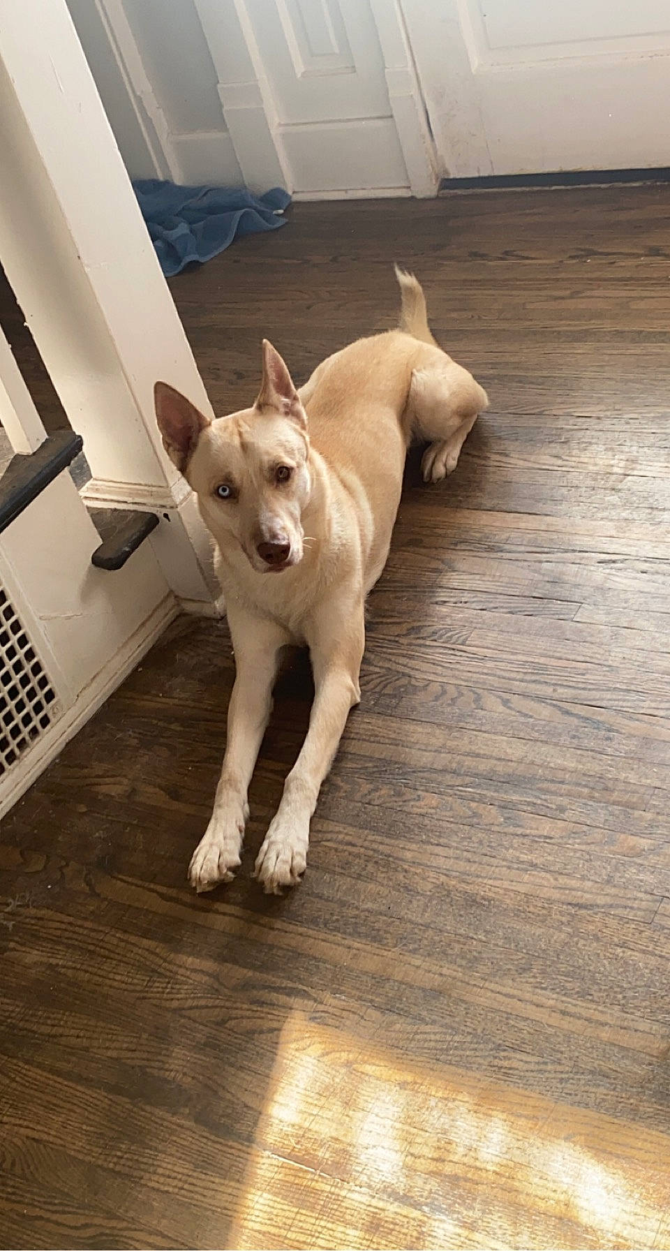 Frodo is registered to the contest to win money with this photo: carnivore, comfort, companion_dog, dog, dog_breed, fawn, felidae, floor, flooring, hardwood, laminate_flooring, paw, plywood, tail, toy_dog, varnish, whiskers, wood, wood_flooring, working_animal