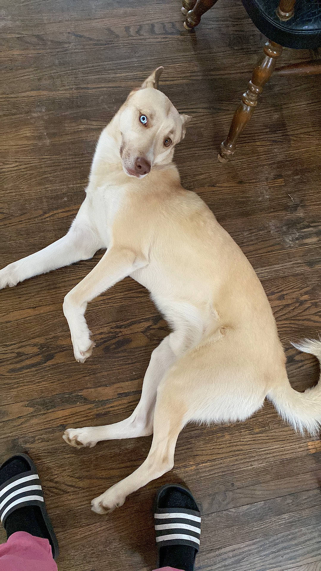 Frodo is registered to the contest to win money with this photo: carnivore, collar, companion_dog, dog, dog_breed, fang, fawn, felidae, foot, fur, hardwood, paw, pet_supply, sporting_group, tail, terrestrial_animal, walking_shoe, whiskers, white, wood