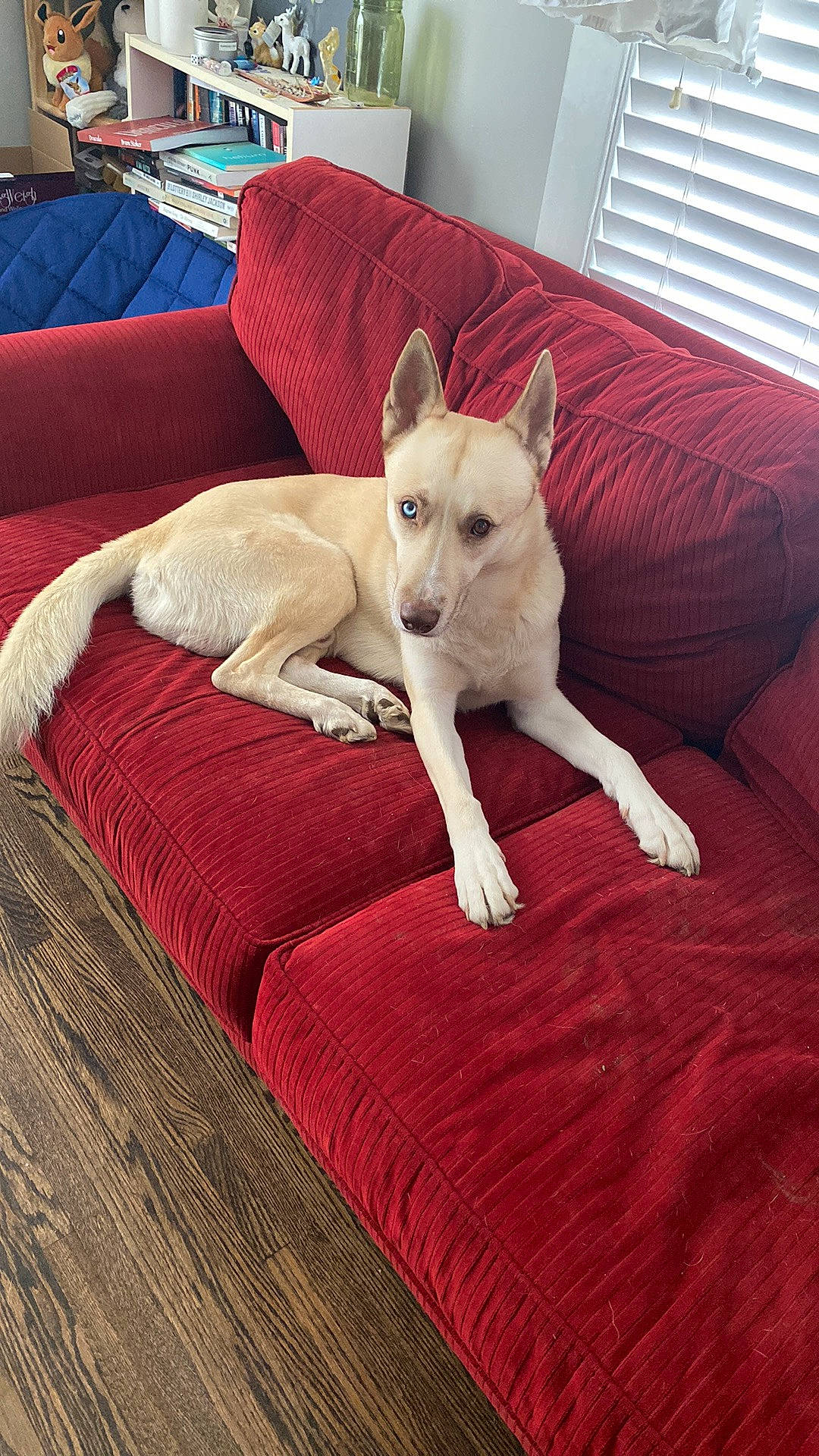 Frodo is registered to the contest to win money with this photo: canidae, carnivore, comfort, companion_dog, couch, dog, dog_breed, fawn, felidae, flooring, fur, furniture, hardwood, small_to_medium_sized_cats, snout, sporting_group, tail, window_blind, wood, working_animal