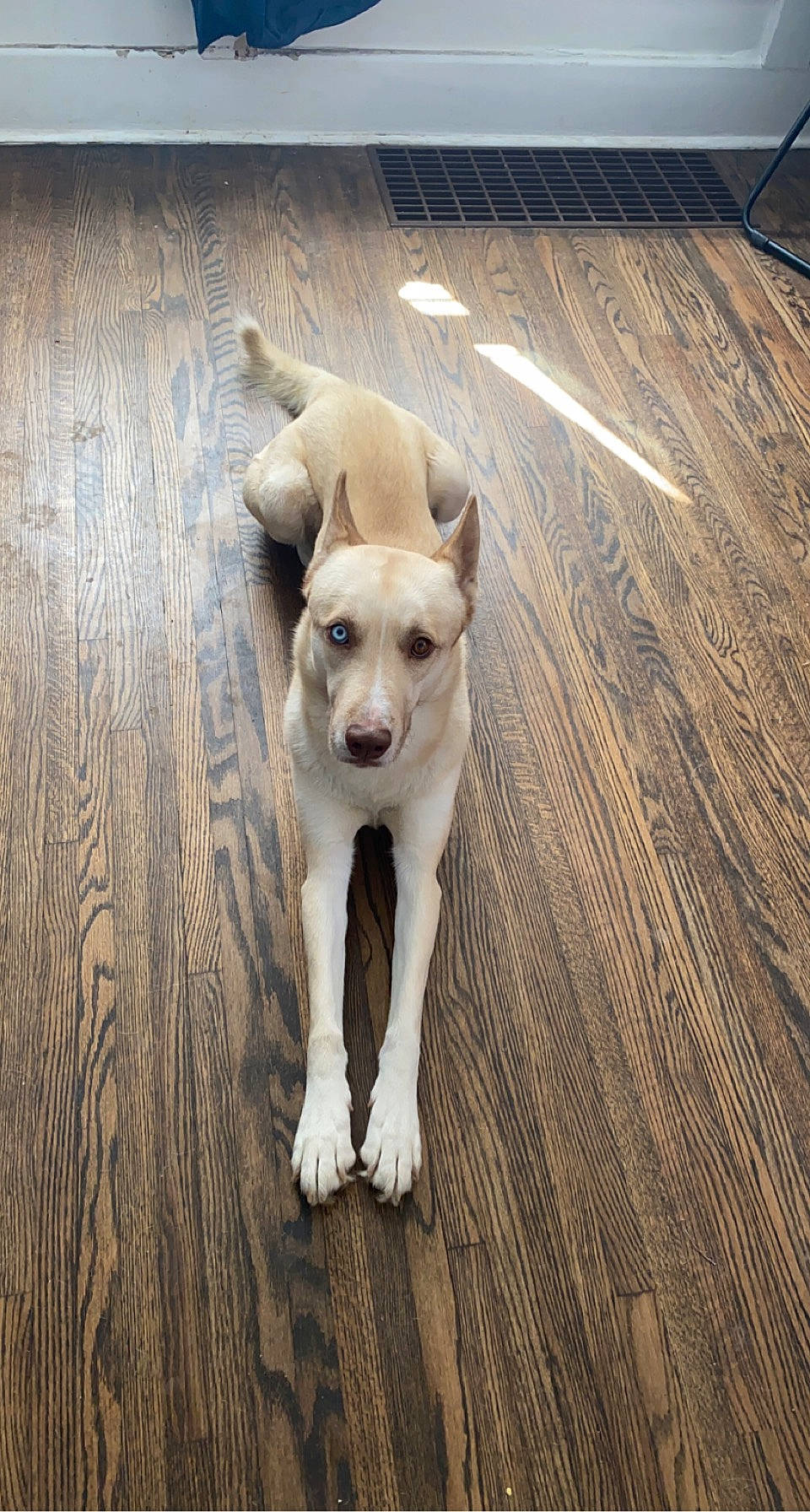 Frodo joined the competition — help win amazing prizes! carnivore, companion_dog, dog, dog_breed, dog_collar, dog_supply, fawn, floor, flooring, hardwood, paw, pet_supply, plywood, snout, sporting_group, tail, toy_dog, wood, wood_flooring, working_animal