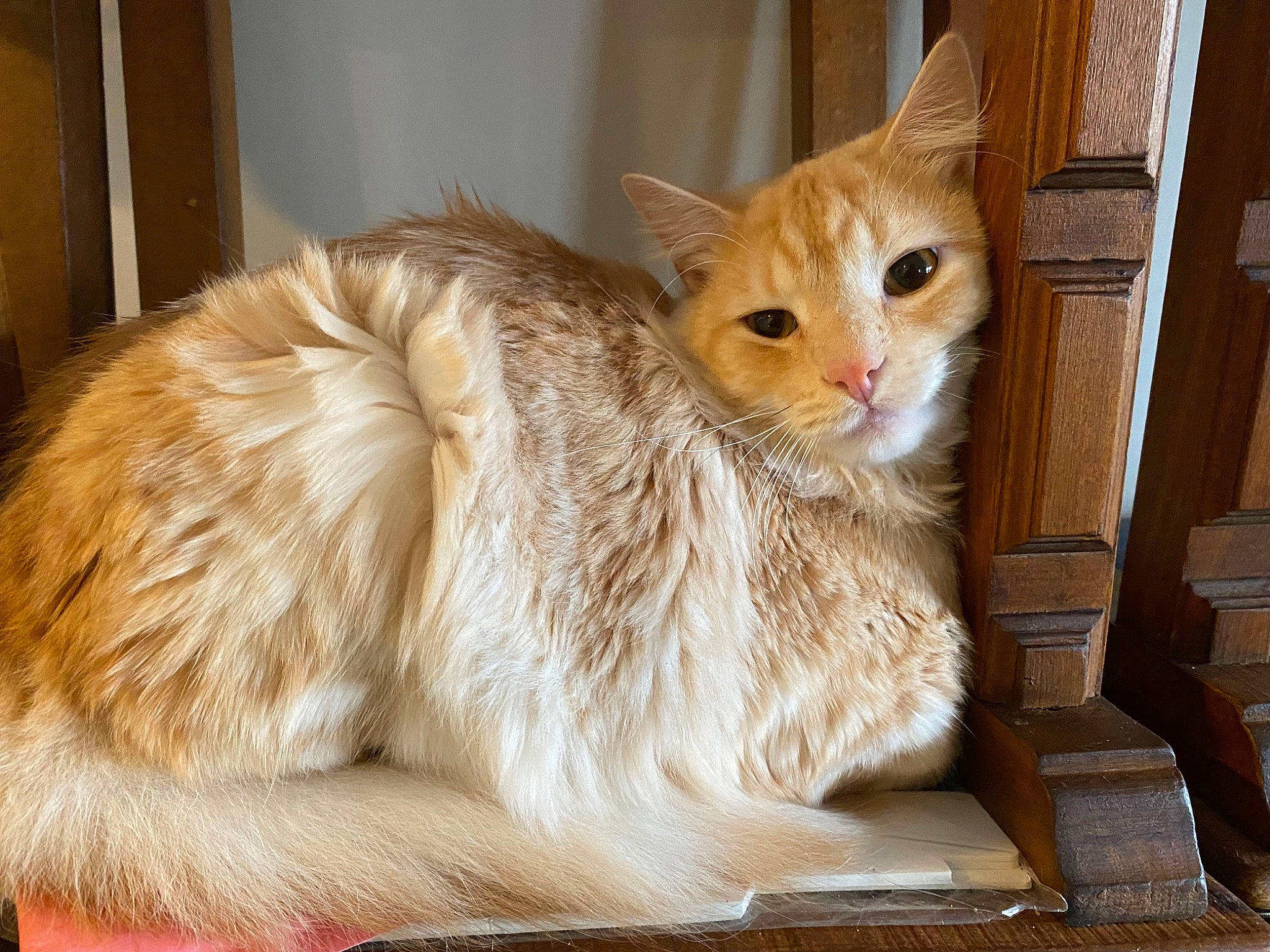 Samwise joined the competition — help win amazing prizes! box, carnivore, cat, cat_furniture, cat_supply, claw, comfort, domestic_short_haired_cat, eye, fawn, felidae, fur, paw, pet_supply, small_to_medium_sized_cats, snout, tail, whiskers, window, wood