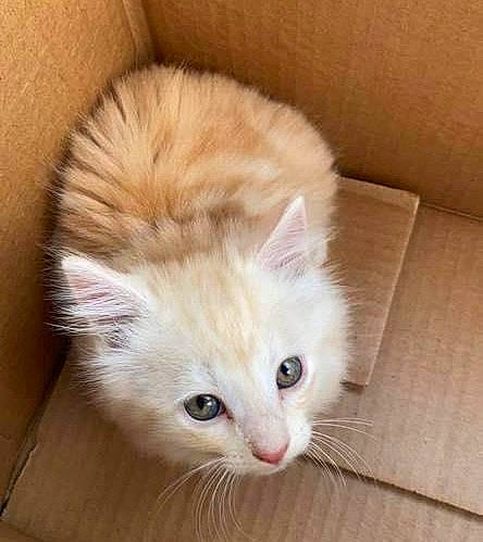 Samwise joined the competition — help win amazing prizes! box, british_longhair, carnivore, cat, claw, eye, fawn, felidae, flooring, fur, hair, hardwood, paw, small_to_medium_sized_cats, snout, tail, whiskers, wood