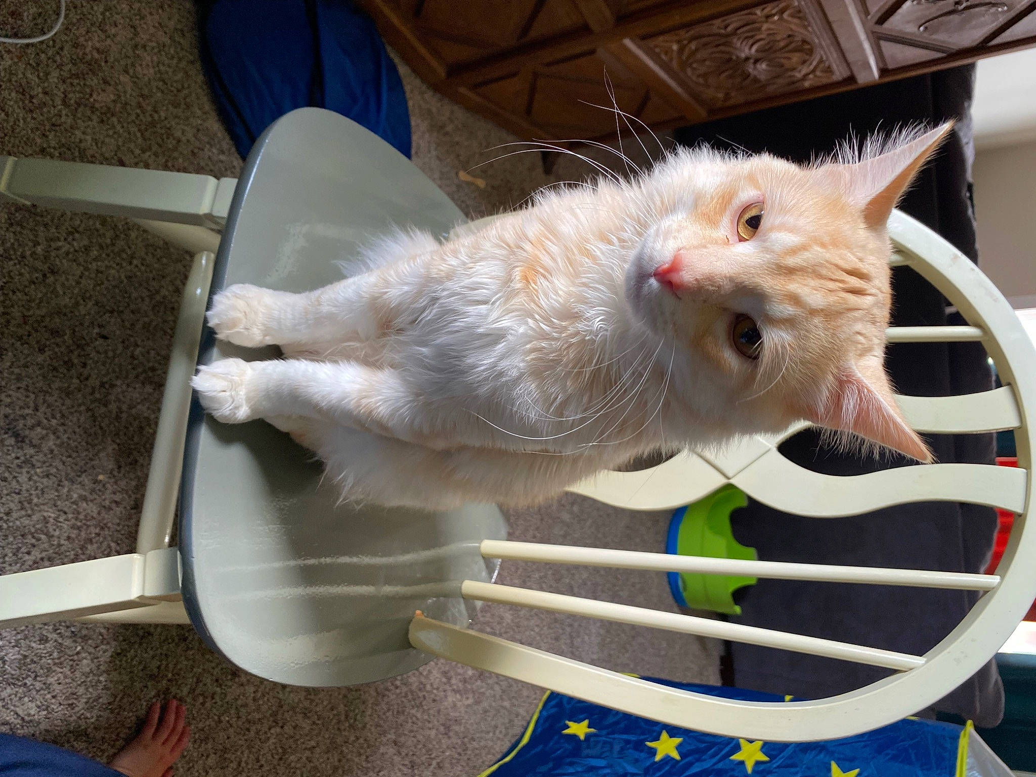 Samwise is registered to the contest to win money with this photo: animal_shelter, blue, carnivore, cat, chair, claw, domestic_short_haired_cat, fawn, felidae, fur, paw, small_to_medium_sized_cats, snout, tail, whiskers