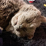 Meow participe au concours pour gagner de l'argent avec cette photo : cat, sleeping, gray_fur, tongue_out, close_up, whiskers, pet, cozy, blanket, fur, indoor, relaxed, cute, animal, mammal, resting, soft_texture, face, nap, domestic