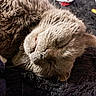 cat, sleeping, gray_fur, tongue_out, close_up, whiskers, pet, cozy, blanket, fur, indoor, relaxed, cute, animal, mammal, resting, soft_texture, face, nap, domestic