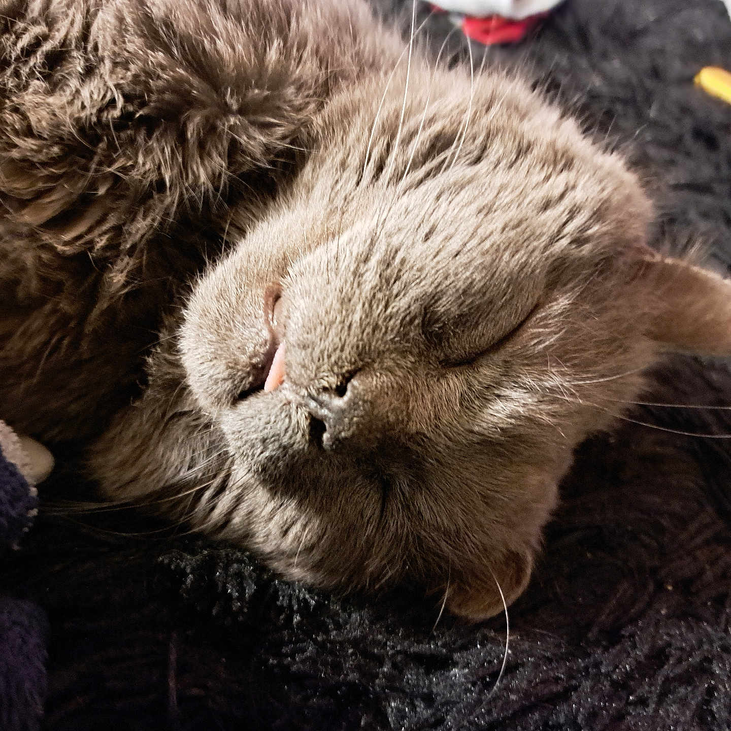 Meow participe au concours pour gagner de l'argent avec cette photo : cat, sleeping, gray_fur, tongue_out, close_up, whiskers, pet, cozy, blanket, fur, indoor, relaxed, cute, animal, mammal, resting, soft_texture, face, nap, domestic
