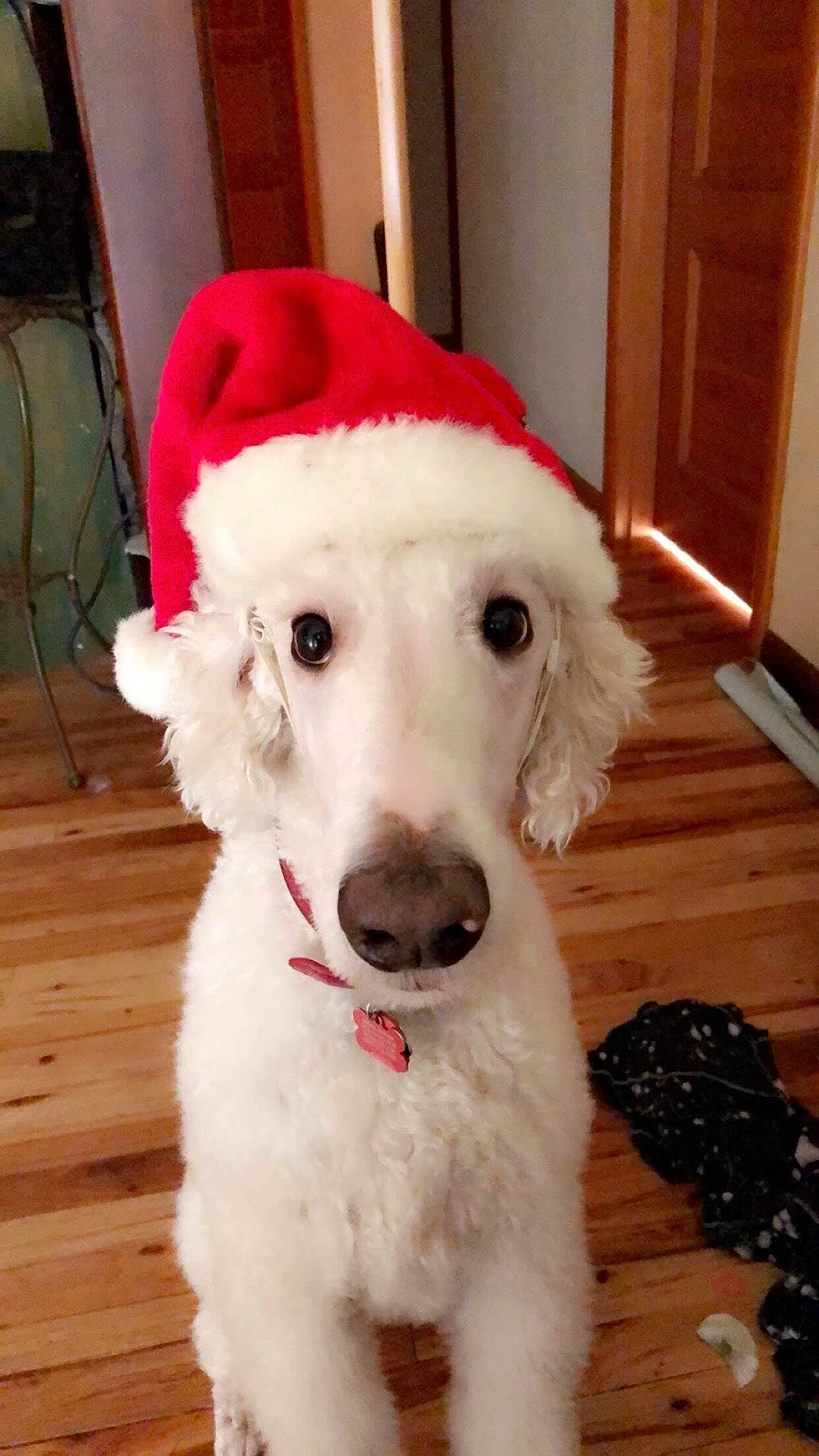 Astro joined the competition — help win amazing prizes! canidae, carnivore, companion_dog, dog, dog_breed, head, kuvasz, mammal, non_sporting_group, nose, poodle, rare_breed_dog, sporting_group, standard_poodle, vertebrate, white