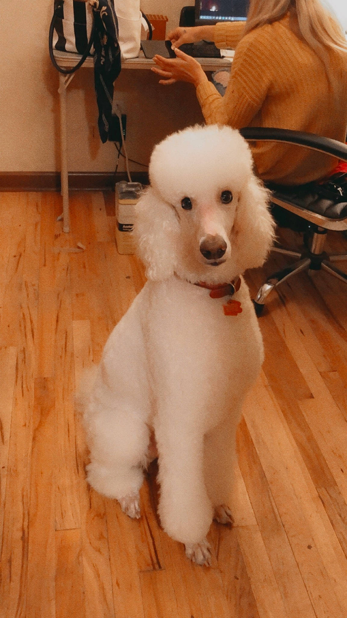 Astro joined the competition — help win amazing prizes! canidae, carnivore, companion_dog, dog, dog_breed, mammal, miniature_poodle, non_sporting_group, poodle, poodle_crossbreed, rare_breed_dog, sporting_group, standard_poodle, toy_dog, toy_poodle, vertebrate