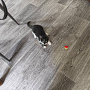 Prinssece participe au concours pour gagner de l'argent avec cette photo : animal, ball, black_and_white, cat, crouching, curious, domestic, ears, feline, flooring, indoor, kitten, pet, playful, small, tail, toy, whiskers, wooden_floor, young