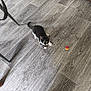 animal, ball, black_and_white, cat, crouching, curious, domestic, ears, feline, flooring, indoor, kitten, pet, playful, small, tail, toy, whiskers, wooden_floor, young