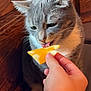 cat, gray_cat, white_cat, pet, animal, hand, cheese, licking, indoor, wooden_background, curious, closeup, feline, domestic_cat, whiskers, ears, paws, food, snack, cozy