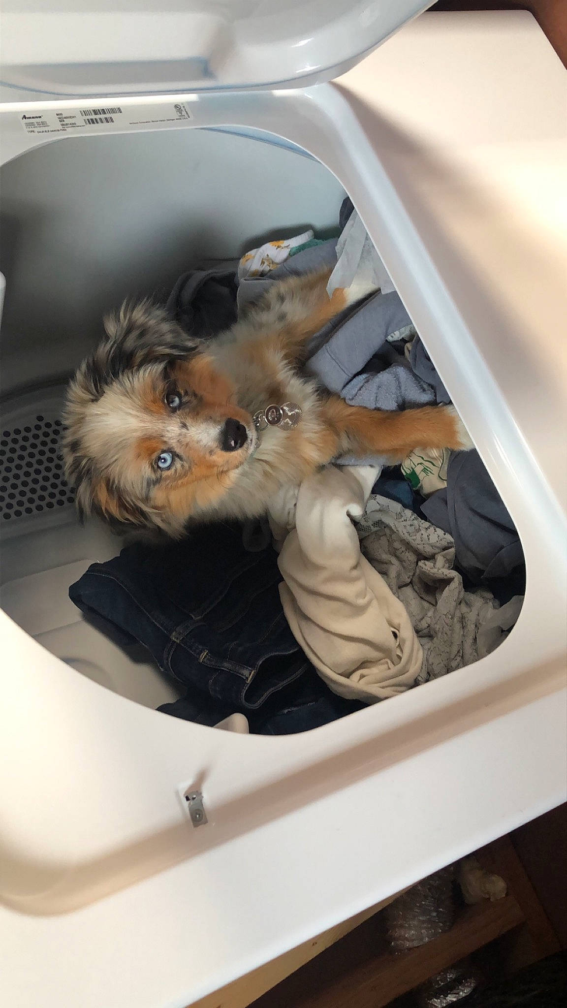 Oakley Lynn is registered to the contest to win money with this photo: canidae, carnivore, dog, dog_breed, fur, pomeranian, puppy, washing, yorkshire_terrier