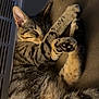 Rizzo joined the competition — help win amazing prizes! cat, tabby, sleeping, fur, paw, cozy, indoor, striped, resting, closeup, pet, cute, warm_light, relaxation, animal, mammal, comfort, feline, soft, home
