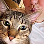 Rizzo joined the competition — help win amazing prizes! cat, tabby_cat, person, face, green_eyes, closeup, indoor, couch, curious, whiskers, puckered_lips, fur, pet, domestic_animal, home, portrait, feline, relaxed, cute, companion