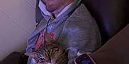 Rizzo is registered to the contest to win money with this photo: man, cat, tabby_cat, glasses, grey_hoodie, recliner, remote_control, indoor, relaxing, sleeping, pet, feline, comfort, casual, home, resting, brown_furniture, striped_cat, human, nap