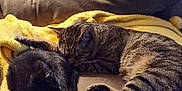 Oakley joined the competition — help win amazing prizes! cat, tabby_cat, black_and_white_cat, sleeping, couch, blanket, cozy, indoor, pet, feline, resting, domestic_animal, fur, mammal, companion_animal, relaxation, two_animals, cute, yellow_blanket, soft_furniture
