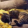 cat, tabby_cat, black_and_white_cat, sleeping, couch, blanket, cozy, indoor, pet, feline, resting, domestic_animal, fur, mammal, companion_animal, relaxation, two_animals, cute, yellow_blanket, soft_furniture