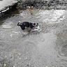 Vaiana a rejoint le concours — aidez-le/la à gagner de superbes lots ! dog, water, stream, mud, outdoor, nature, wet, splashing, black_and_white, bridge, riverbank, grass, rocks, shallow_water, rain, animal, playful, canine, collar, overcast