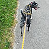 Vaiana participe au concours pour gagner de l'argent avec cette photo : dog, leash, harness, walking, pavement, grass, outdoor, pet, canine, path, nature, tongue_out, black_and_white, active, side_view, daylight, exercise, happy, animal, walk