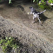 Vaiana participe au concours pour gagner de l'argent avec cette photo : dog, water, stream, mud, paw_prints, greenery, leaves, outdoor, nature, animal, canine, exploring, shallow_water, sunlight, daylight, trees, grass, wet, tail, curious