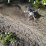 dog, water, stream, mud, paw_prints, greenery, leaves, outdoor, nature, animal, canine, exploring, shallow_water, sunlight, daylight, trees, grass, wet, tail, curious