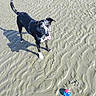 dog, beach, sand, shadow, ball, playful, outdoor, sunlight, pet, black_and_white, tongue_out, happy, animal, texture, ripples, canine, summer, daytime, toy, nature
