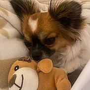 Butkus a rejoint le concours — aidez-le/la à gagner de superbes lots ! dog, small_dog, toy, plush_toy, blanket, snuggling, close_up, furry, ears, brown, white, cute, pet, soft_texture, comfort, indoor, resting, animal, cozy, sleepy