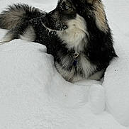 Shadow is registered to the contest to win money with this photo: dog, snow, outdoor, fur, blue_eyes, animal, winter, cold, canine, pet, nature, fluffy, muzzle, ears, collar, portrait, black_and_white, looking_away, laying, snowflakes