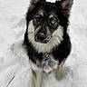 dog, snow, heterochromia, black_fur, white_fur, outdoor, pet, canine, winter, animal, fur, portrait, cold, snowflakes, cute, standing, collar, ears, face, nature
