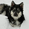Shadow joined the competition — help win amazing prizes! dog, husky, snow, winter, animal, pet, fur, outdoor, cold, canine, heterochromia, black_and_white, portrait, face, ears, nature, snowflakes, lying_down, looking_at_camera, winter_clothing
