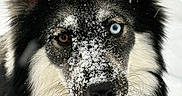 Shadow is registered to the contest to win money with this photo: animal, black_fur, blue_eye, brown_eye, canine, close_up, collar, dog, ears, face, fur, heterochromia, outdoor, pet, portrait, snow, snowflakes, whiskers, white_fur, winter