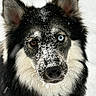Shadow is registered to the contest to win money with this photo: dog, close_up, snow, heterochromia, blue_eye, brown_eye, fur, black_fur, white_fur, winter, outdoor, animal, canine, portrait, ears, whiskers, collar, pet, snowflakes, face