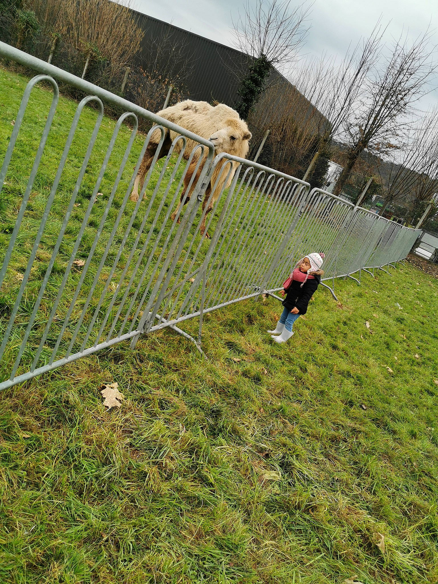 Chloé participe au concours pour gagner de l'argent avec cette photo : fence, grass, grass_family, grassland, headwear, lawn, pasture, person, plant, shrub, tree
