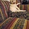 dog, couch, living_room, pet, fluffy, relaxed, indoor, furniture, patterned, home, canine, resting, comfort, animal, domestic, cozy, seated, fur, cute, companion