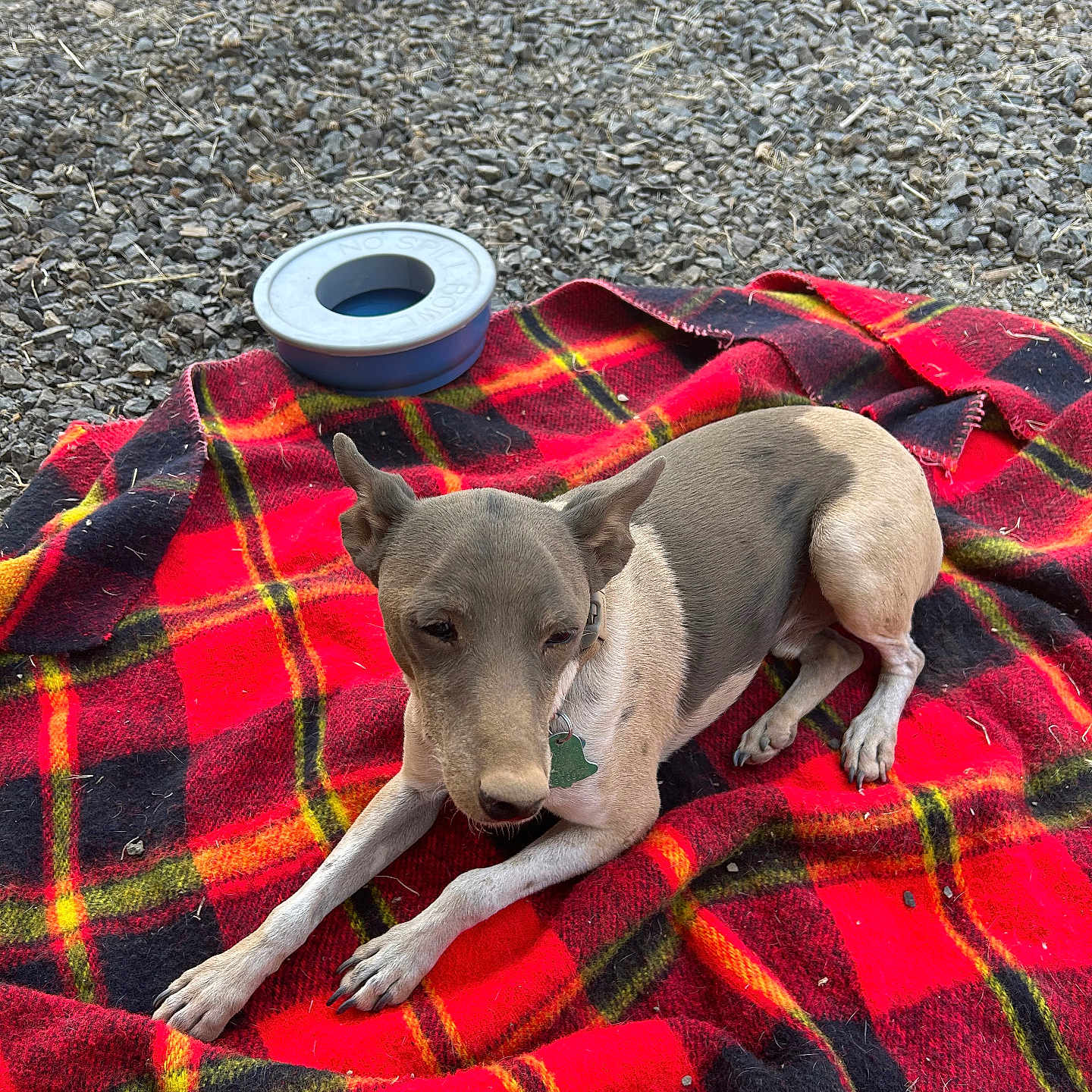 Cooper joined the competition — help win amazing prizes! animal, black, blanket, canine, collar, dog, ears, fur, gravel, green, laying_down, outdoor, paw, pet_bowl, plaid, red, relaxed, resting, small_dog, yellow