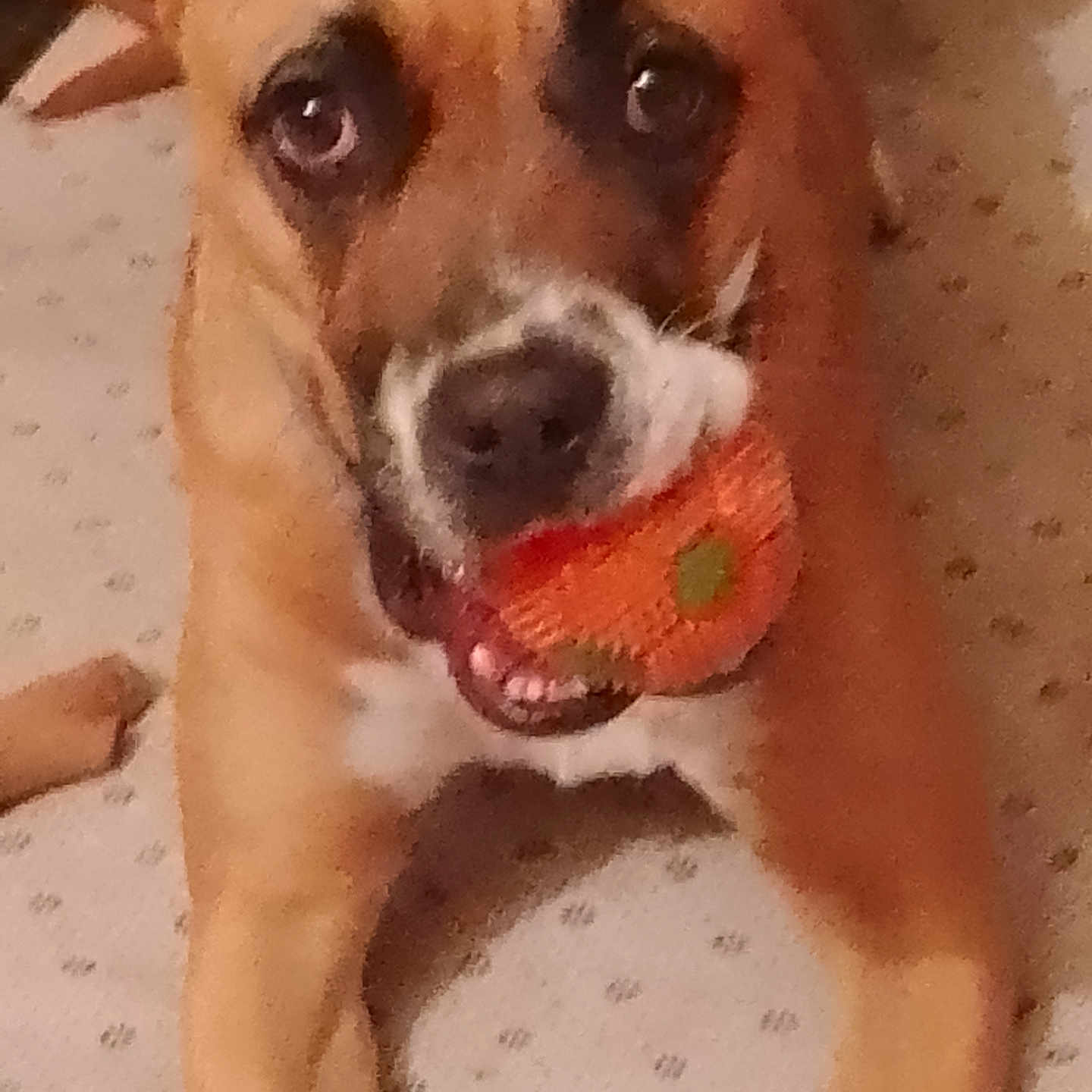 Rita