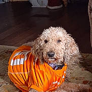 Gypsy Rose joined the competition — help win amazing prizes! animal, calm, christmas, cozy, curled_up, curly_fur, decor, dog, furniture, holiday_decorations, home, indoor, looking_at_camera, orange_jersey, pet, portrait, rug, santa_figure, snowman, wood_floor