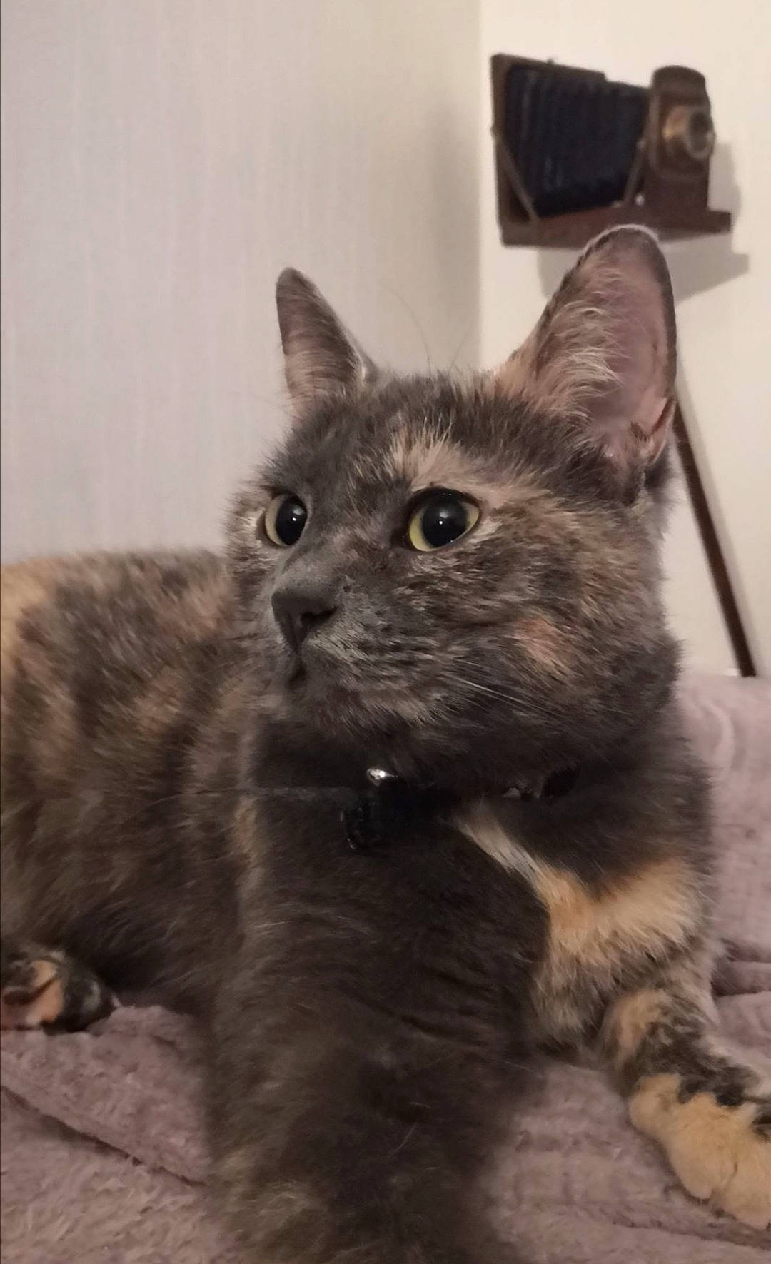 Pepsi participe au concours pour gagner de l'argent avec cette photo : analog_television, carnivore, cat, claw, domestic_short_haired_cat, felidae, fur, grey, monochrome_photography, paw, small_to_medium_sized_cats, tail, terrestrial_animal, whiskers, window