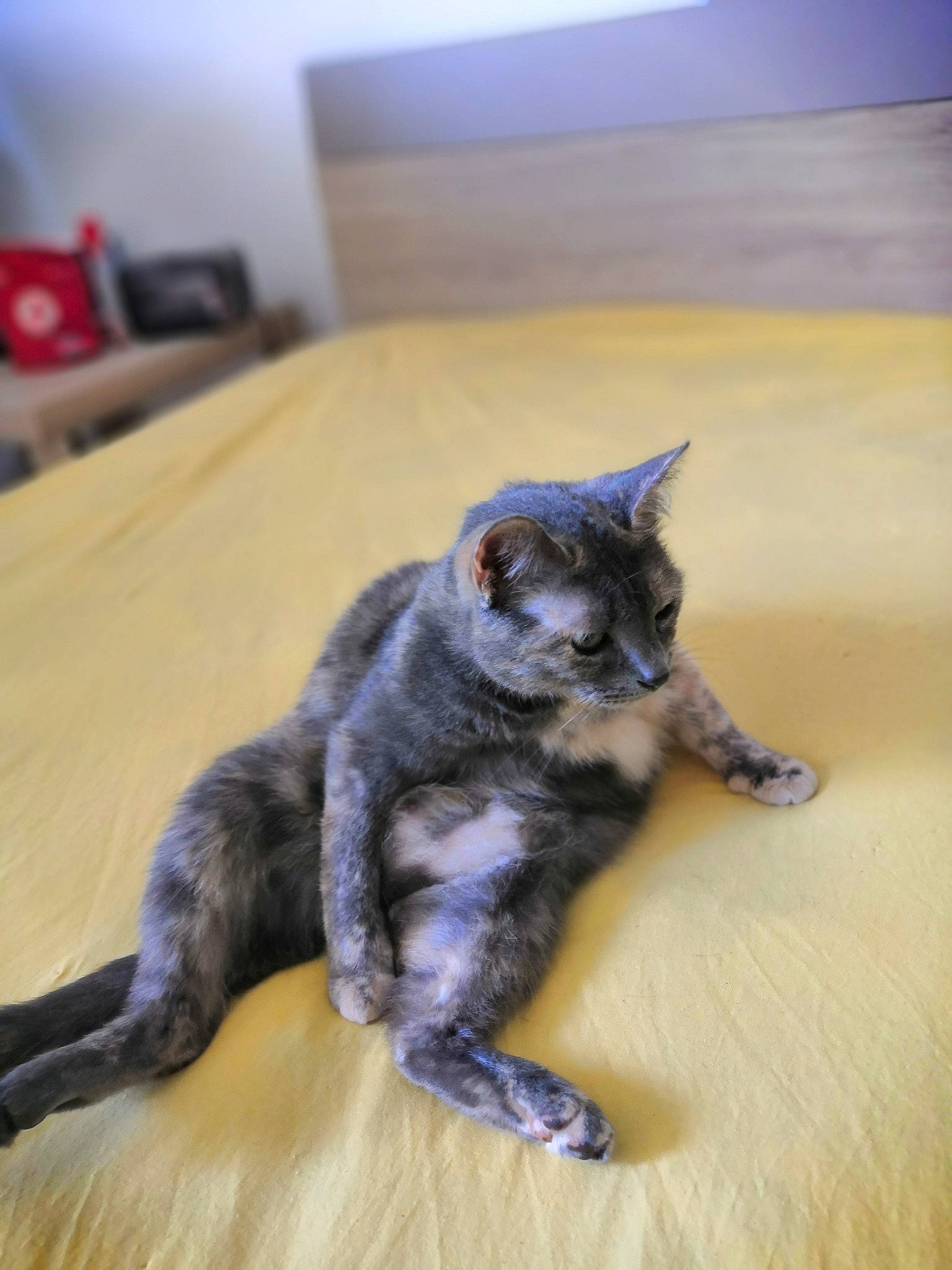 Pepsi participe au concours pour gagner de l'argent avec cette photo : art, carnivore, cat, cat_toy, claw, domestic_short_haired_cat, felidae, floor, flooring, fur, grey, hardwood, paw, sitting, small_to_medium_sized_cats, snout, tail, whiskers, wood, wood_flooring