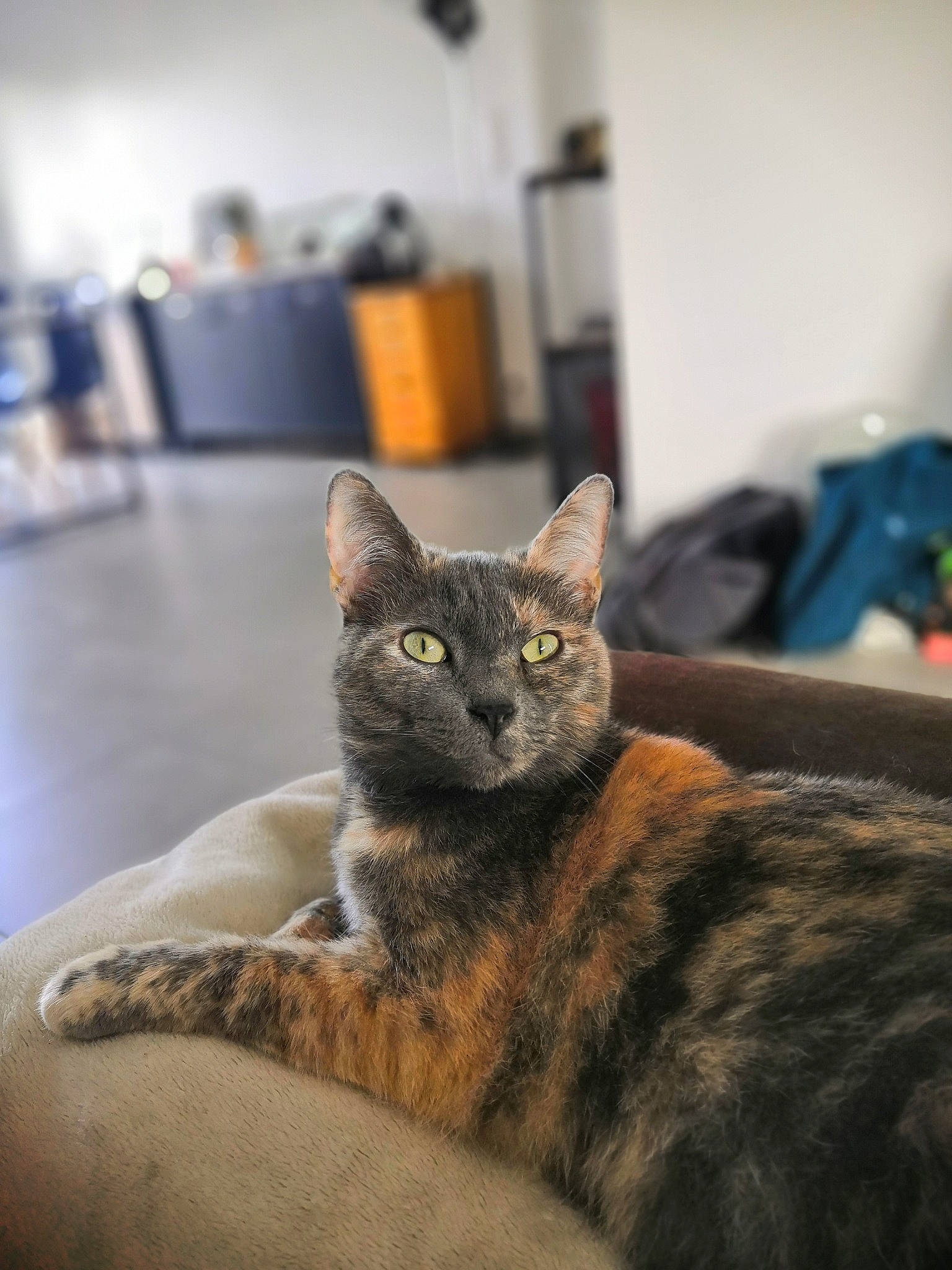 Pepsi a rejoint le concours — aidez-le/la à gagner de superbes lots ! carnivore, cat, cat_furniture, cat_supply, comfort, domestic_short_haired_cat, felidae, fur, grey, room, sitting, small_to_medium_sized_cats, snout, terrestrial_animal, whiskers, wildlife