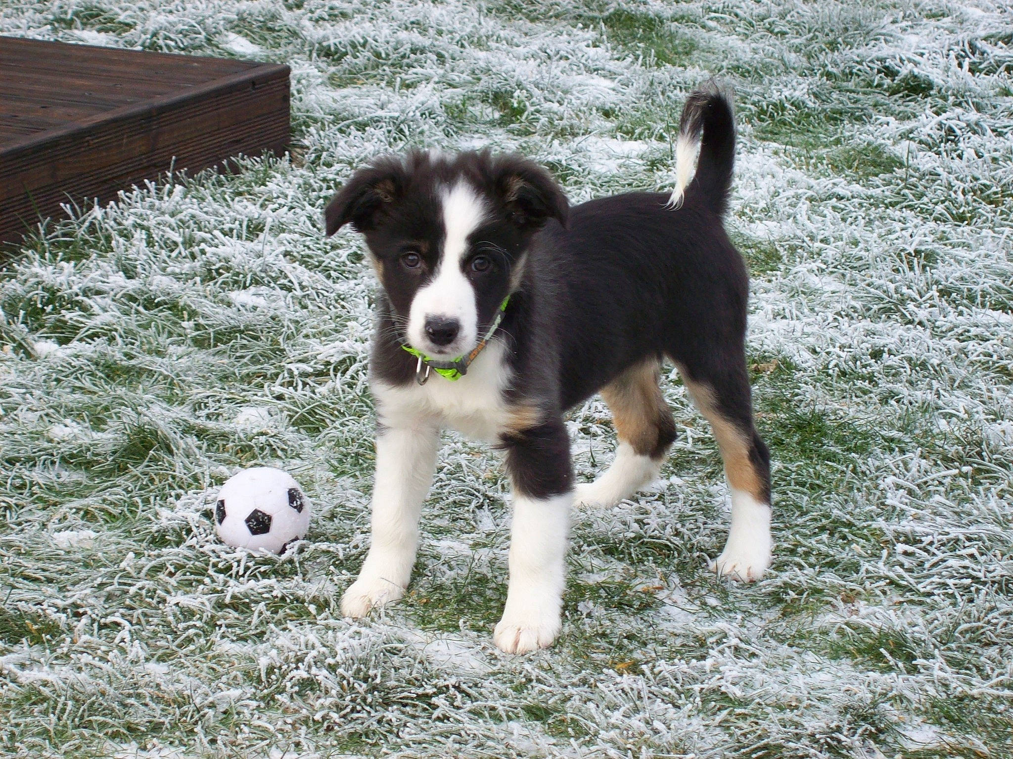 Ardwen a rejoint le concours — aidez-le/la à gagner de superbes lots ! australian_collie, ball, canidae, carnivore, companion_dog, dog, dog_breed, football, grass, herding_dog, mcnab, paw, soccer, sporting_group, sports_equipment, tail, working_animal, working_dog