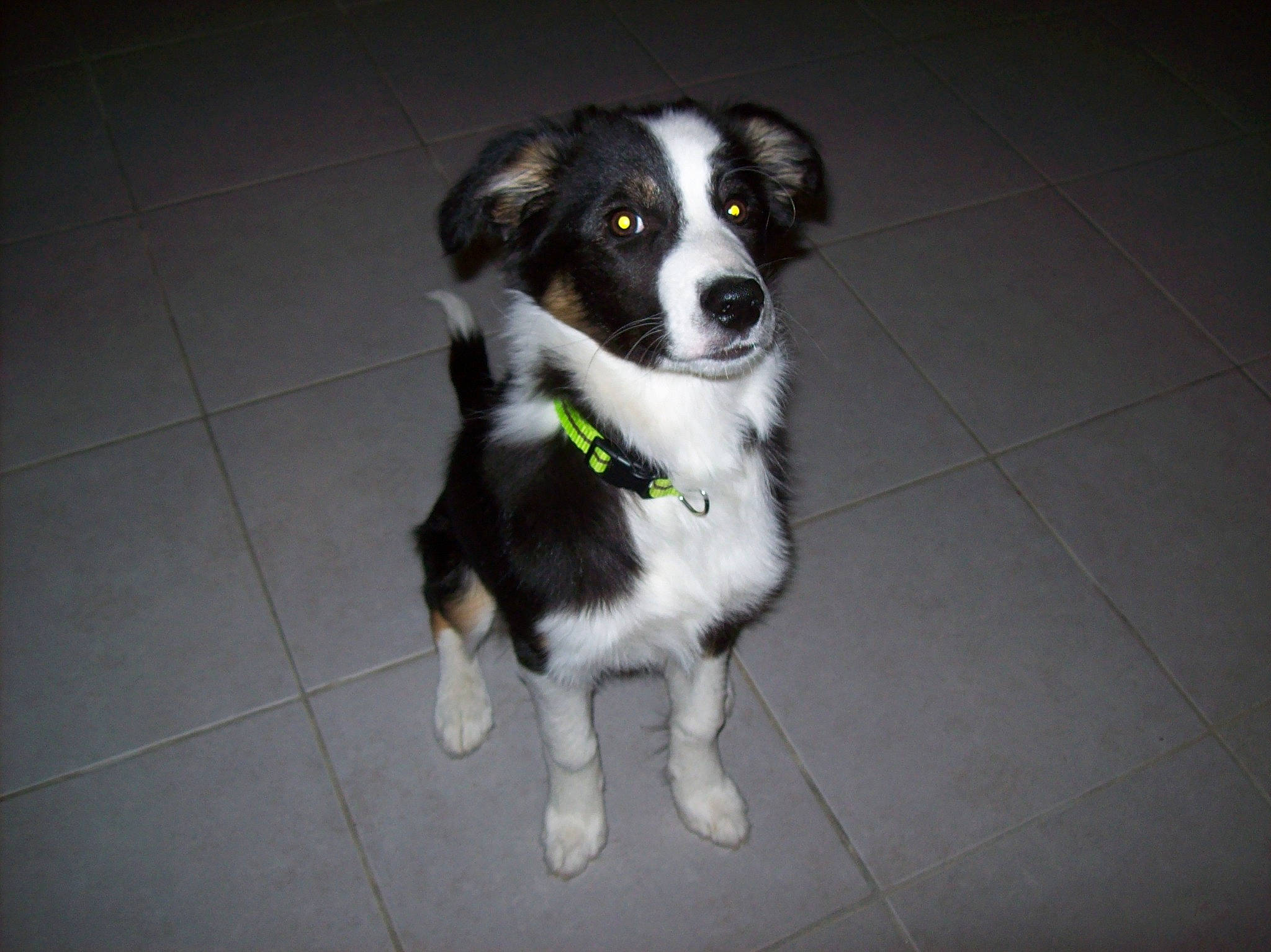 Ardwen participe au concours pour gagner de l'argent avec cette photo : australian_collie, borador, border_collie, canidae, carnivore, companion_dog, dog, dog_breed, flooring, fur, herding_dog, mcnab, snout, sporting_group, street_dog, tail, terrestrial_animal, whiskers, working_animal, working_dog