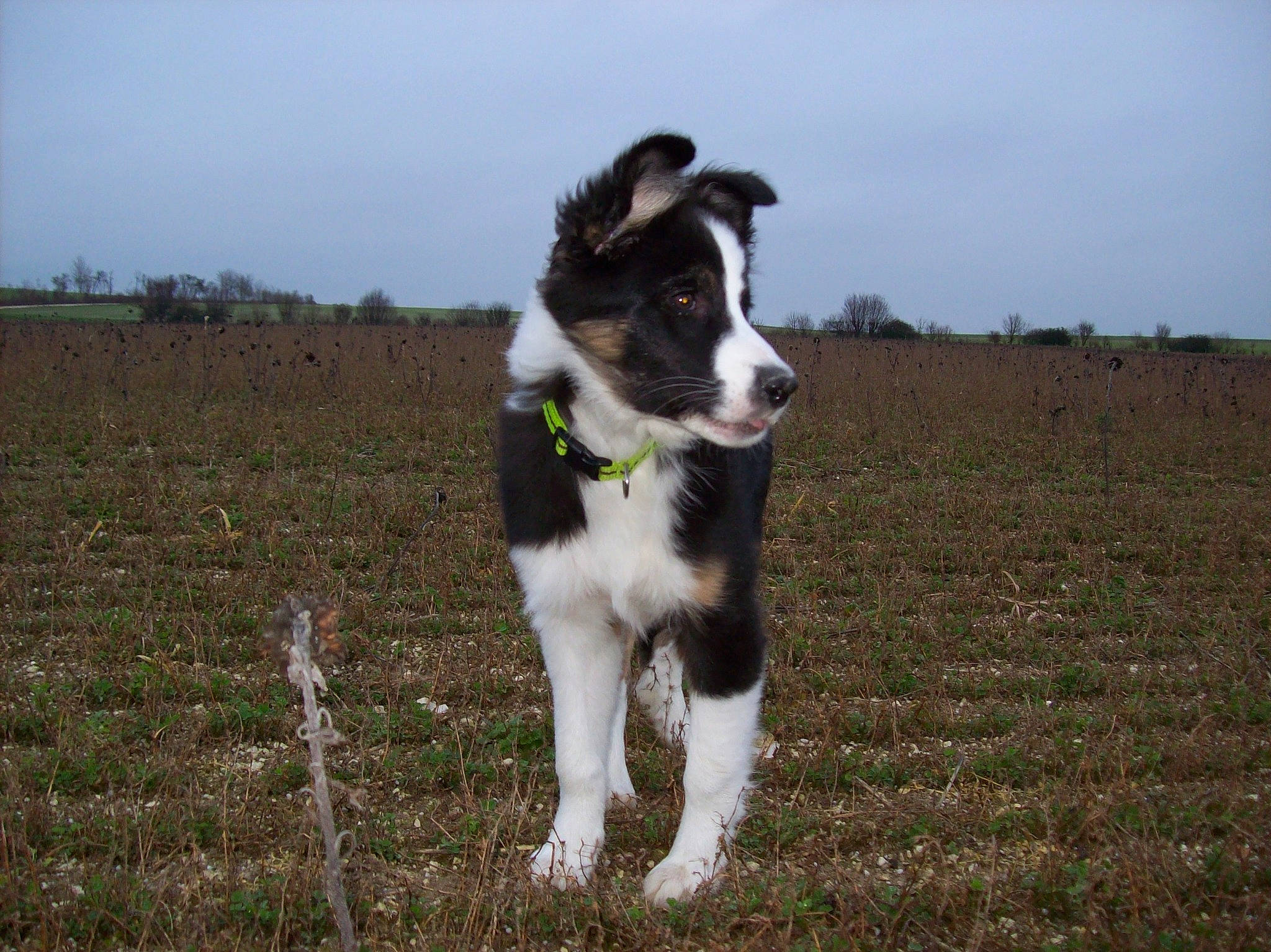 Ardwen a rejoint le concours — aidez-le/la à gagner de superbes lots ! canidae, carnivore, companion_dog, dog, dog_breed, field, grass, grassland, herding_dog, landscape, pasture, plant, sky, soil, sporting_group, tail, terrestrial_animal, whiskers, working_animal, working_dog