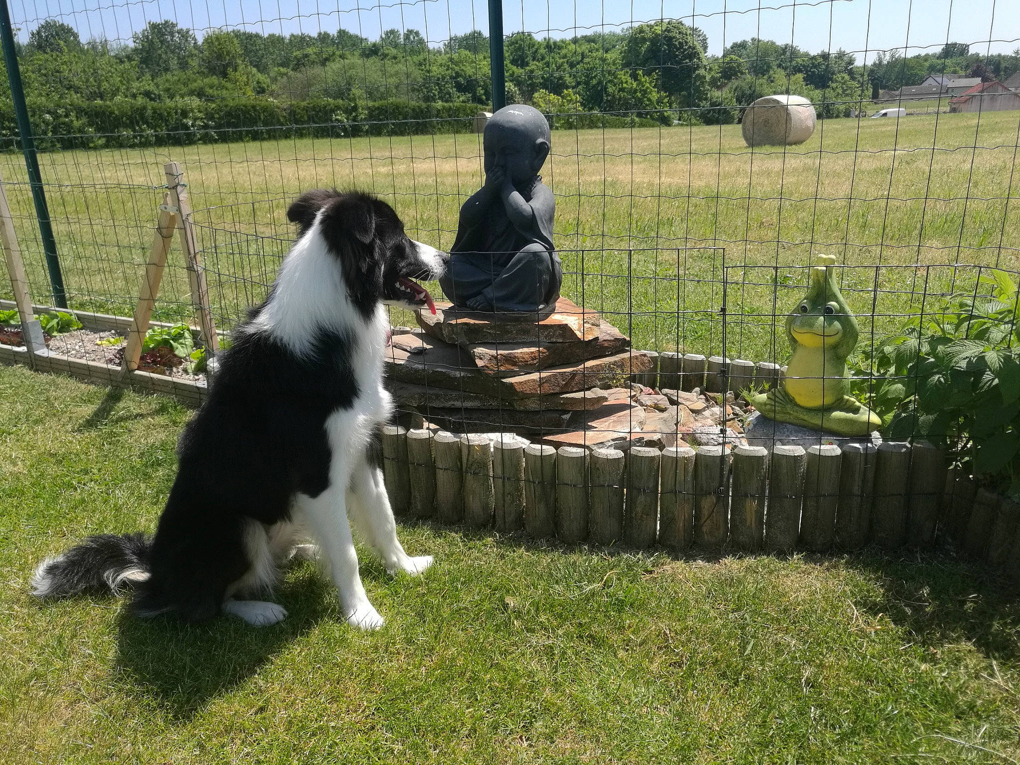 Ardwen participe au concours pour gagner de l'argent avec cette photo : canidae, carnivore, collar, companion_dog, dog, dog_breed, dog_sports, fence, fur, gas, grass, herding_dog, plant, sky, soil, sporting_group, tail, tree, working_animal, working_dog