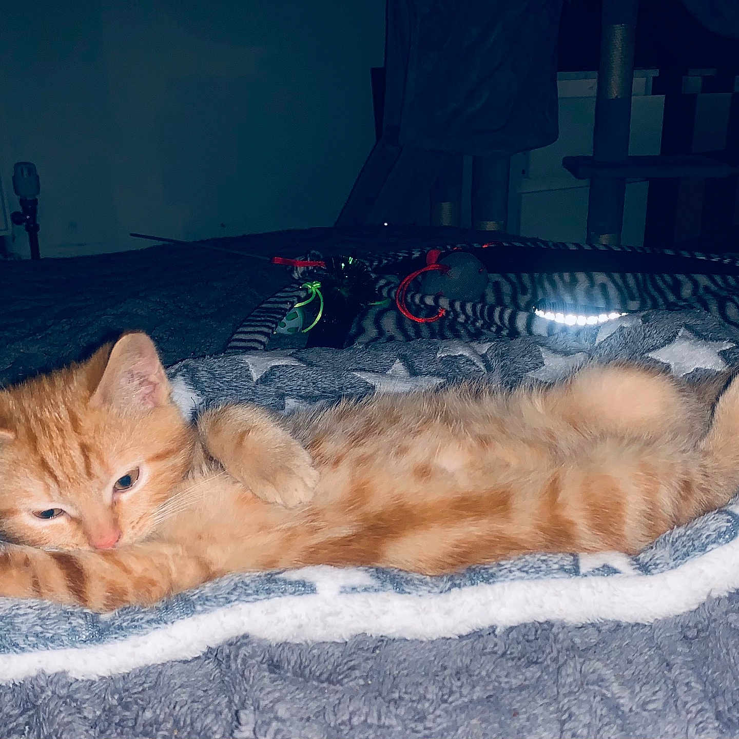 Ginja-Ninja joined the competition — help win amazing prizes! abyssinian, animal, bed, bedroom, blanket, cat, couch, furniture, homedecor, indoors, interiordesign, kitten, manx, person, pet, quilt, room, sleeping, wood