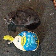 Ms. Meow is registered to the contest to win money with this photo: cat, gray_cat, turkey, packaged_food, butterball, carpet, indoor, floor, animal, pet, comparison, text_overlay, wooden_furniture, legs, domestic, cute, sitting, still_life, shadow, funny