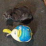 cat, gray_cat, turkey, packaged_food, butterball, carpet, indoor, floor, animal, pet, comparison, text_overlay, wooden_furniture, legs, domestic, cute, sitting, still_life, shadow, funny